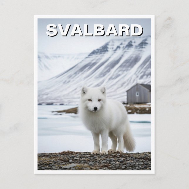 Carte Postale Renard arctique à Svalbard Norvège (Devant)