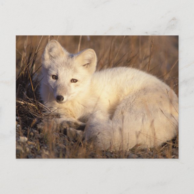 Carte Postale renard arctique, Alopex lagopus (Devant)