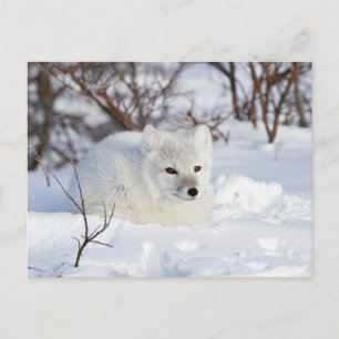 Carte Postale Renard arctique en hiver