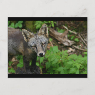 Carte Postale Renard Brown
