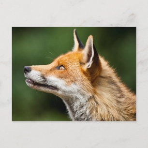 Carte Postale Renard cherchant