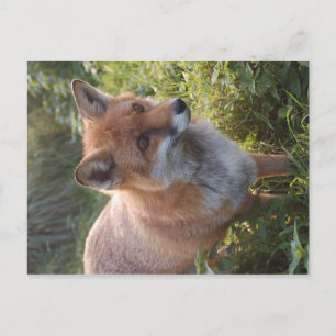 Carte Postale Renard curieux