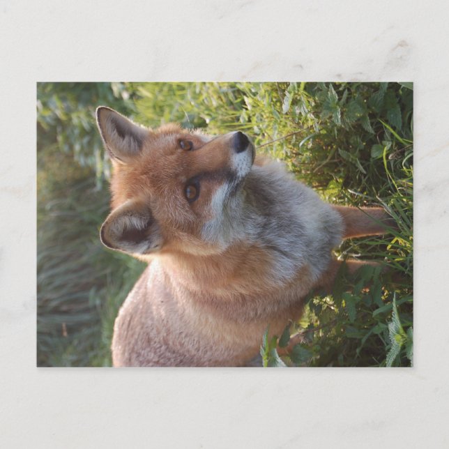 Carte Postale Renard curieux (Devant)
