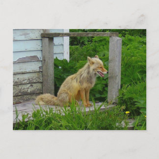 Carte Postale Renard d'Aléoutine en Alaska