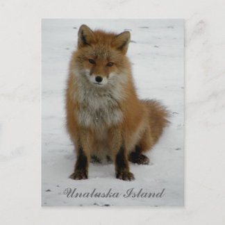 Carte Postale Renard d'Aléoutine en hiver, île de l'Unalaska