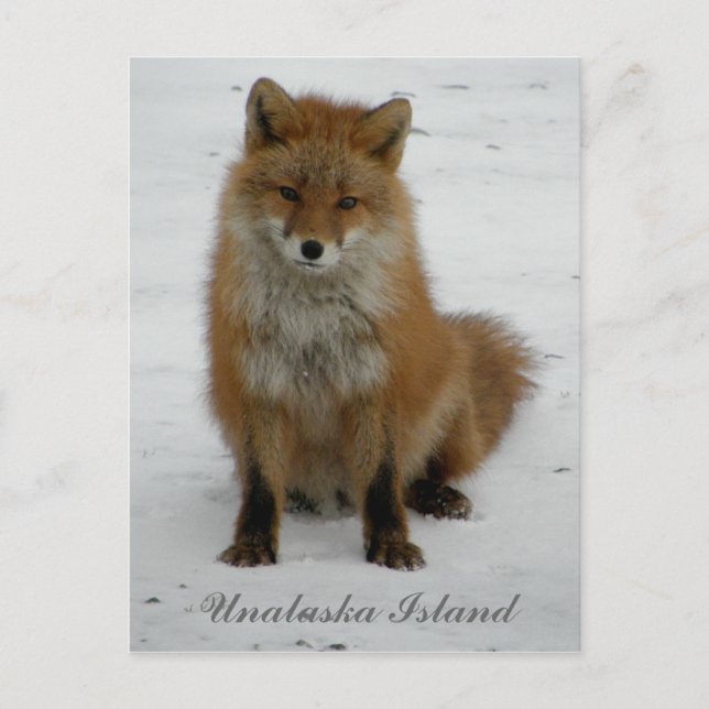 Carte Postale Renard d'Aléoutine en hiver, île de l'Unalaska (Devant)