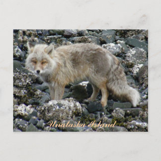 Carte Postale Renard d'Aléoutine, île de l'Unalaska