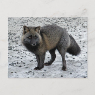 Carte Postale Renard d'Aléoutine sur l'île Unalaska