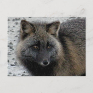 Carte Postale Renard d'Aléoutine sur l'île Unalaska