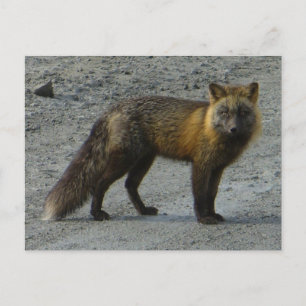 Carte Postale Renard d'Aleutian sur la route, île Unalaska