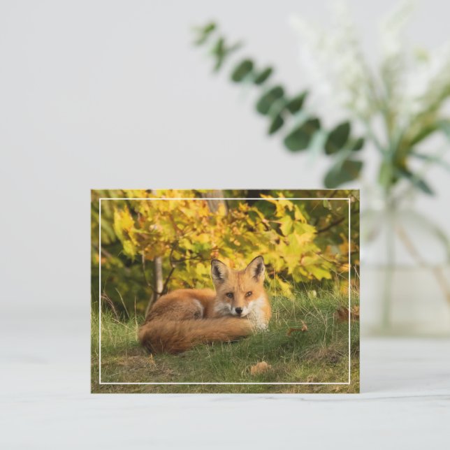 Carte Postale Renard d'automne (Debout devant)