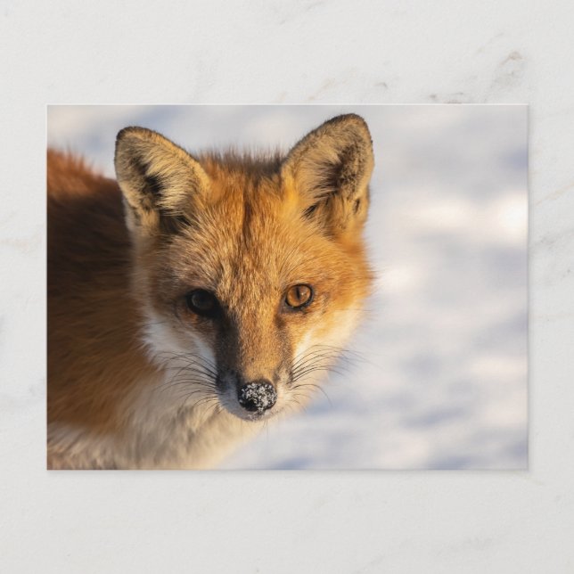 Carte Postale Renard de nez gelé (Devant)