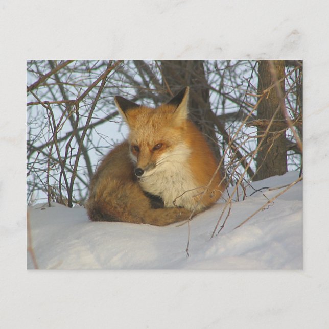 Carte Postale Renard de repos (Devant)