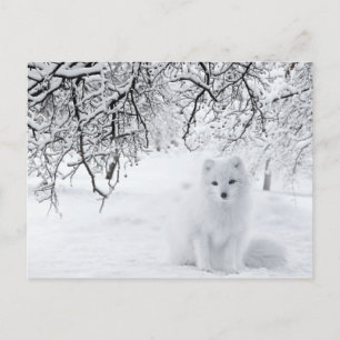 Carte Postale Renard des neiges dans les bois d'hiver