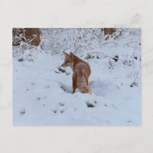 Carte Postale Renard d'hiver