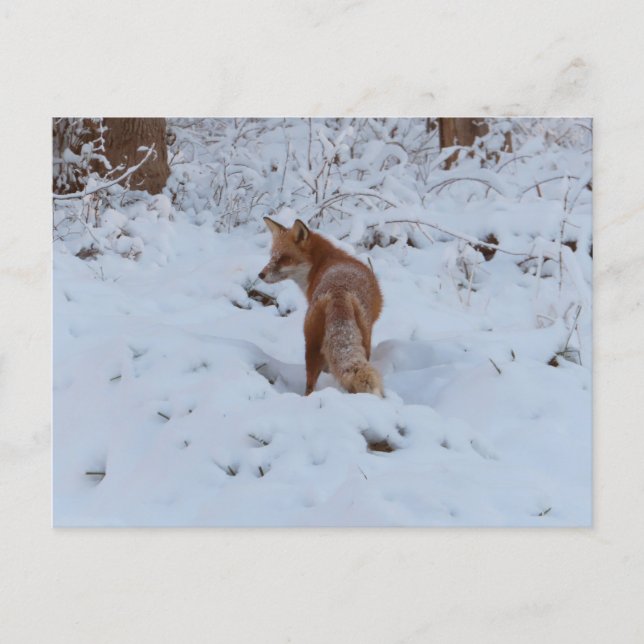 Carte Postale Renard d'hiver (Devant)