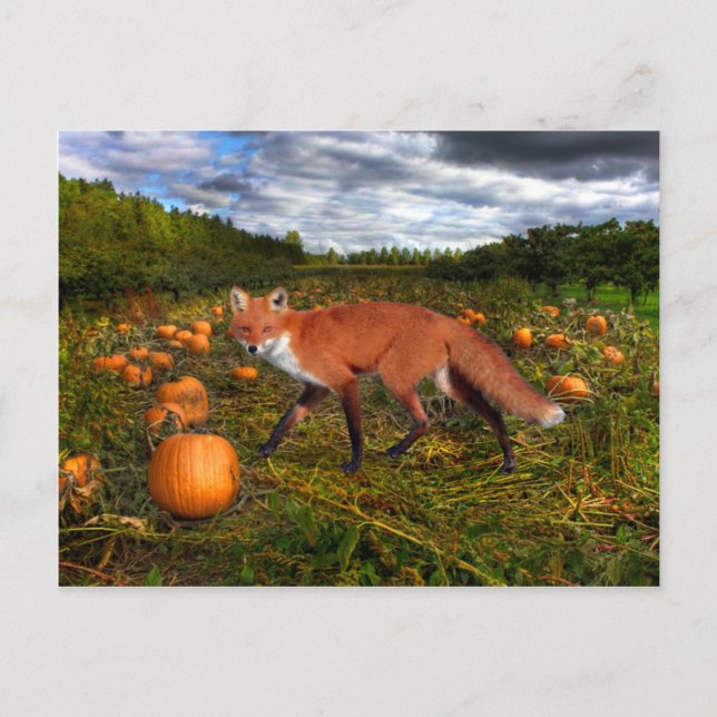 Carte Postale "Renard d'octobre" (Devant)