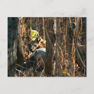 Carte Postale renard en catimini