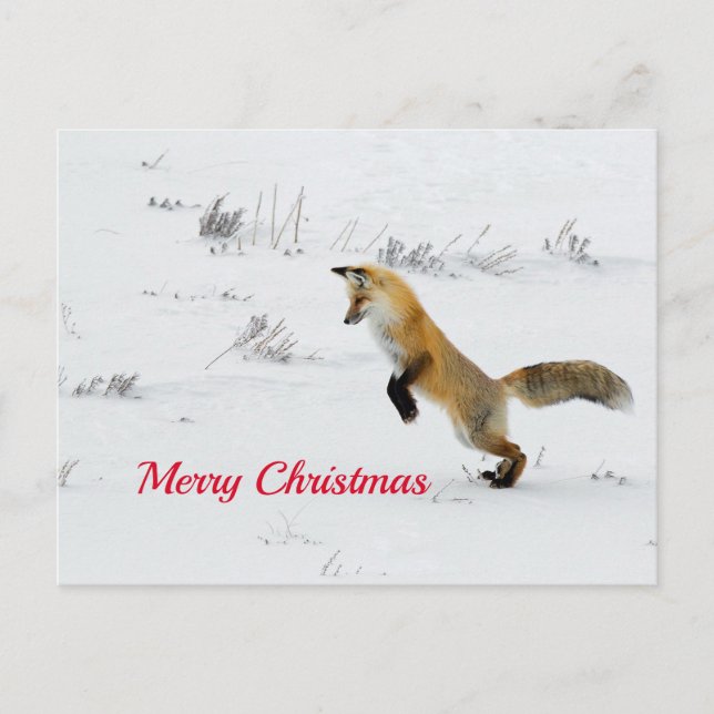Carte Postale Renard Leaping Snow Photo Noël (Devant)