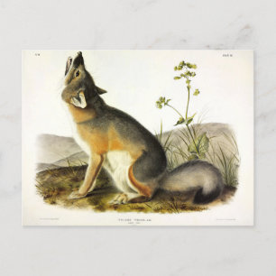Carte Postale Renard rapide (Vulpes Velox) des Quadrupeds d'Audu