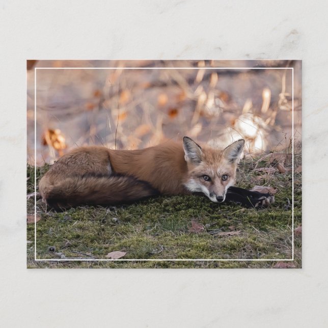 Carte Postale Renard reposant sur la mousse (Devant)