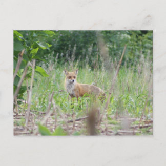Carte Postale Renard rouge