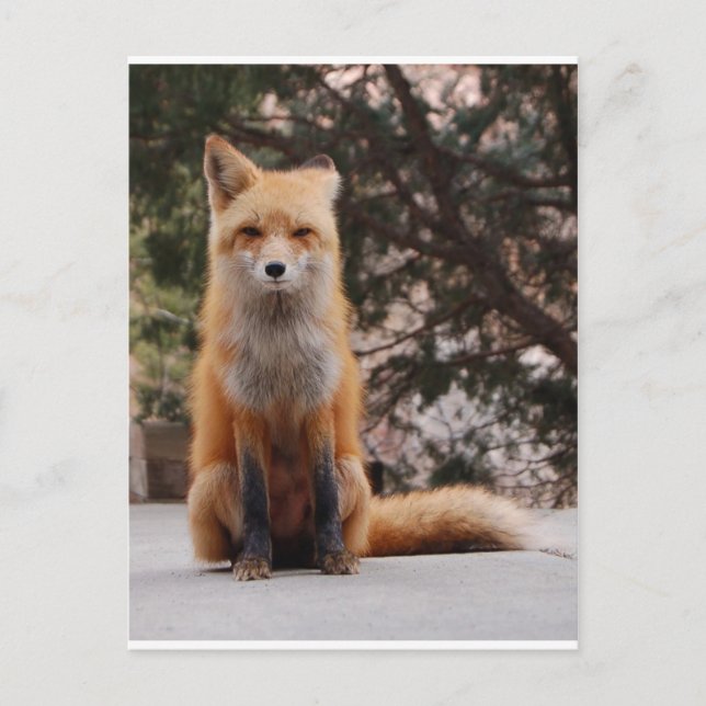 Carte Postale Renard rouge (Devant)