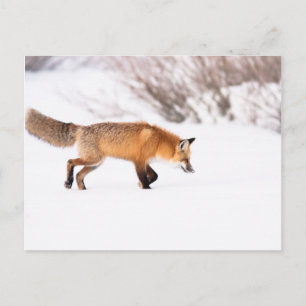 Carte Postale Renard rouge