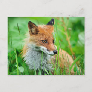 Carte Postale Renard rouge