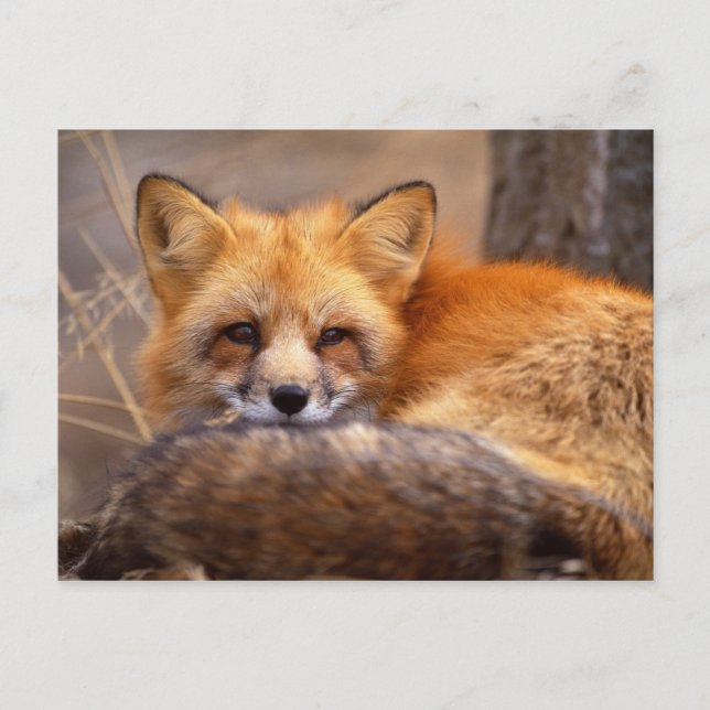 Carte Postale Renard rouge (Devant)