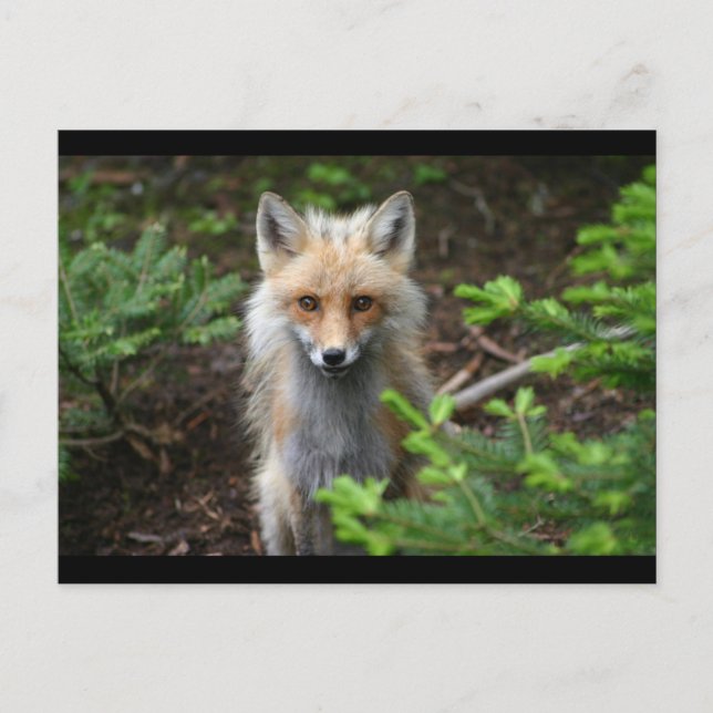 Carte Postale Renard rouge (Devant)