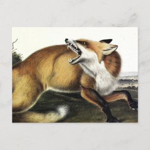 Carte Postale Renard rouge américain, Vulpes vulpes fulvus par A