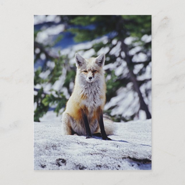Carte Postale Renard rouge assis sur le banc de neige, Vulpes, M (Devant)