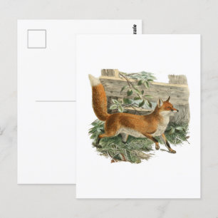 Carte Postale Renard rouge dans la campagne rustique Illustratio