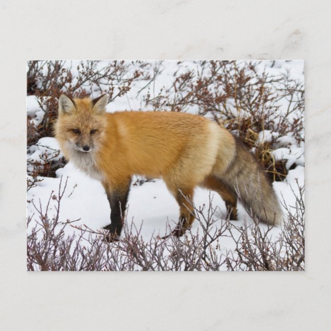 Carte Postale Renard rouge dans la neige en hiver (Devant)
