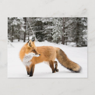 Carte Postale Renard rouge en neige blanche