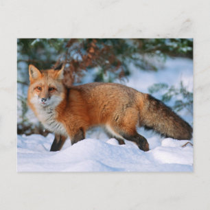 Carte Postale Renard rouge   Neige en hiver, Montana