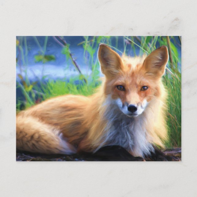 Carte Postale Renard rouge se tenant dans l'herbe Image de la fa (Devant)
