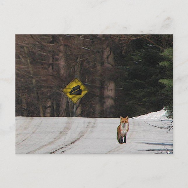 Carte Postale Renard rouge sur Hilltop (Devant)