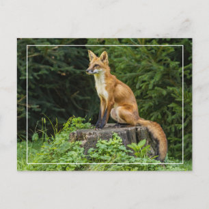 Carte Postale Renard Rouge Sur Un Piédestal