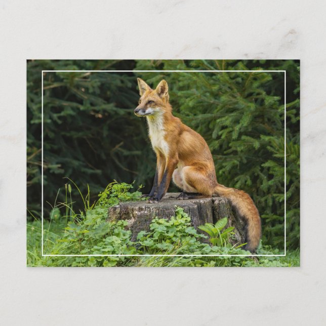 Carte Postale Renard Rouge Sur Un Piédestal (Devant)
