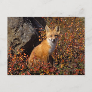 Carte Postale renard rouge, Vulpes vulpes, en couleurs automnale