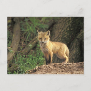 Carte Postale Renard roux bébé devant terrier (Vulpes vulpes)