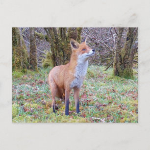 Carte Postale Renard roux curieux levant les yeux Art animalier