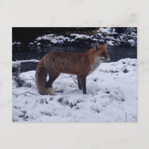 Carte Postale Renard roux dans la neige Faune hivernale Nature