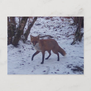 Carte Postale Renard roux neige hiver faune scène de la forêt na