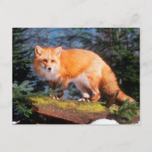 Carte Postale Renard roux sur une bûche