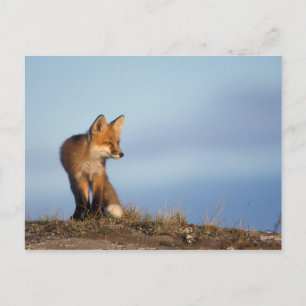 Carte Postale renard roux, Vulpes vulpes