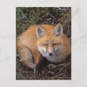 Carte Postale renard roux, Vulpes vulpes, en couleurs d'automne