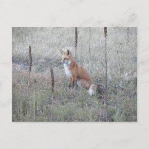 Carte Postale Renard sauvage